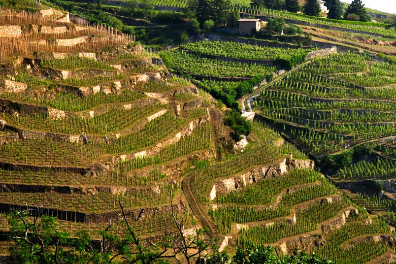 Steep terraced vineyards in the Rhône Valley