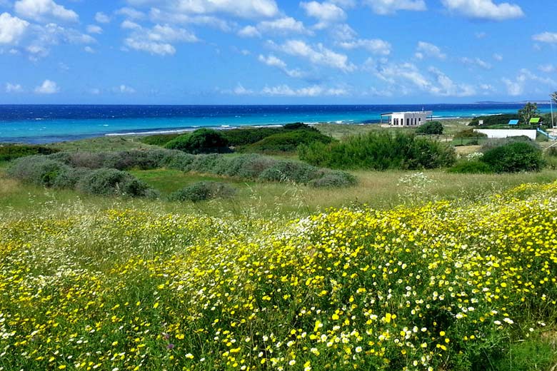 Walking in Menorca, wild flowers in the spring