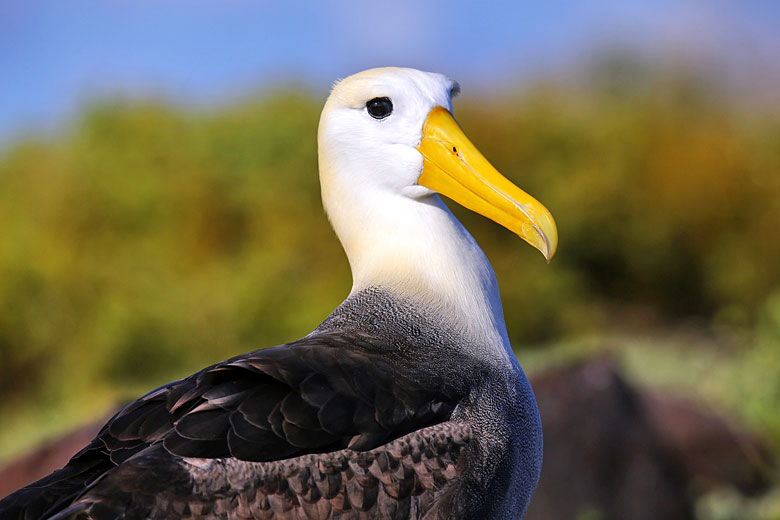 Waved albatross, so-called for the wave-like pattern of feathers on its neck