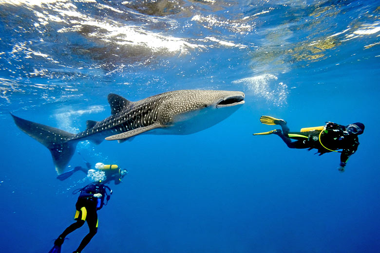 Whaleshark encounter in the Maldives