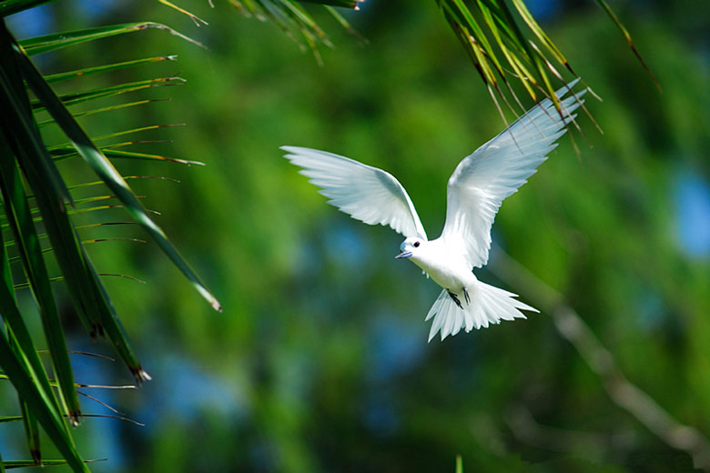 White Tern, a frequent visitor to all the islands