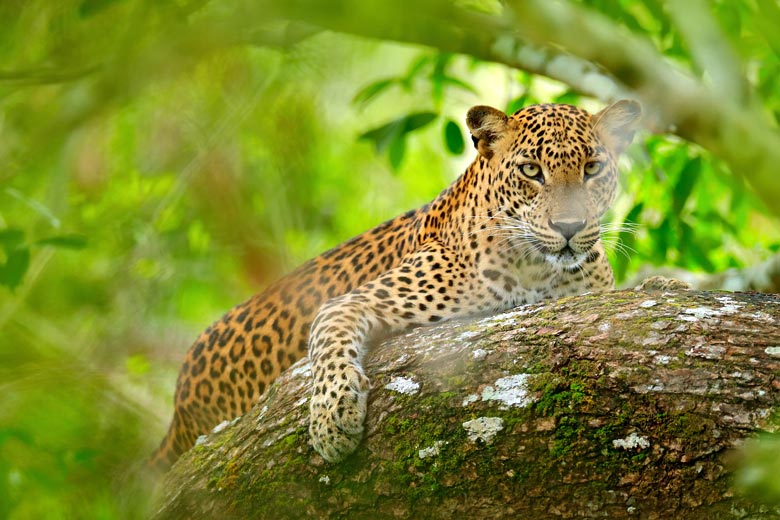 Why wildlife lovers should visit Sri Lanka