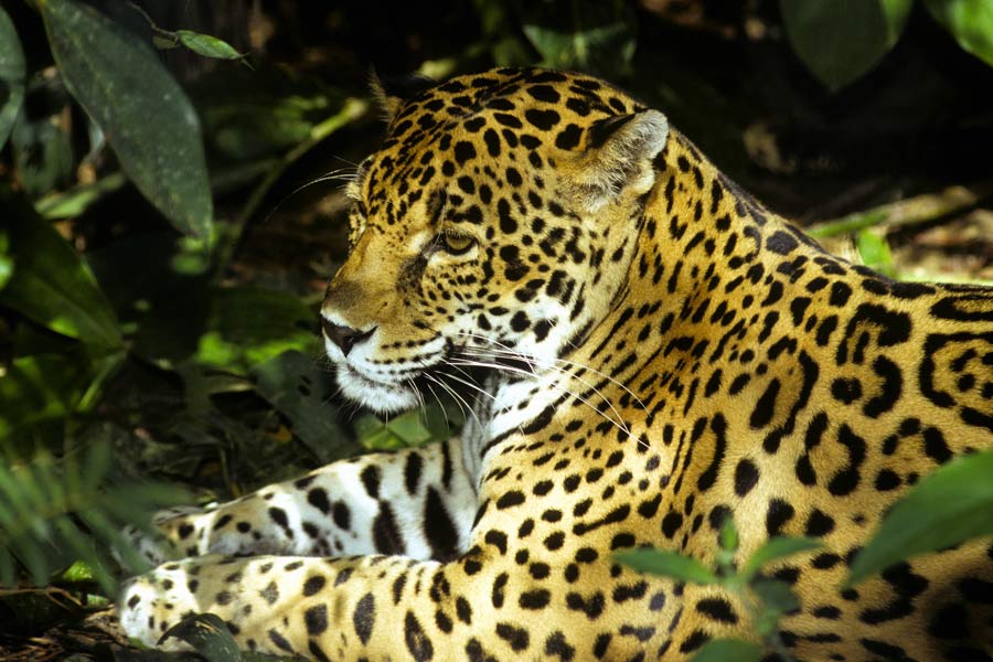 Wild jaguar, Belize