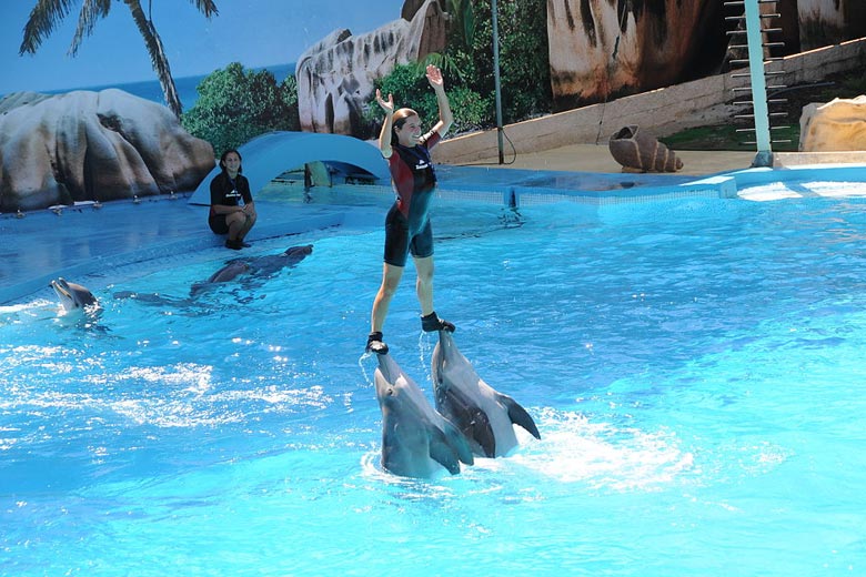 Dolphins at Zoomarine, Albufeira © Joseolgon - Wikimedia Commons