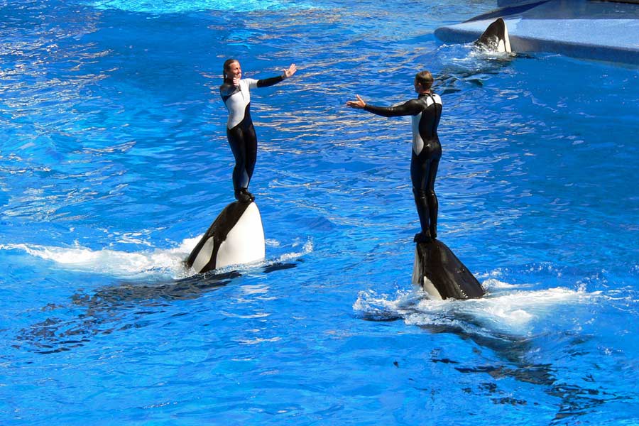 Shamu Stadium, SeaWorld Orlando © Stig Nygaard - Flickr Creative Commons Shamu Stadium, SeaWorld Orlando © Stig Nygaard - Flickr Creative Commons