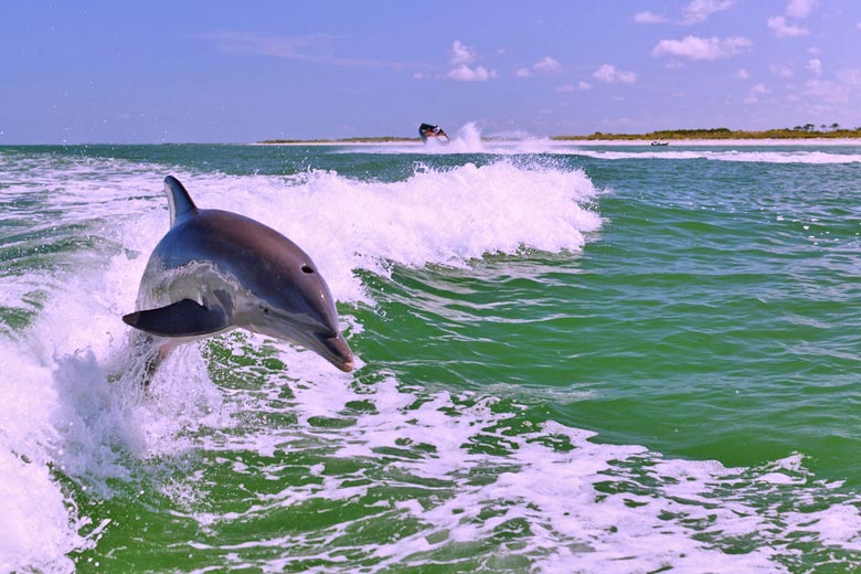 Dolphin surfing the wake - photo courtesy of Visit St Pete Clearwater