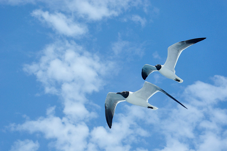 Aruba: great for twitchers