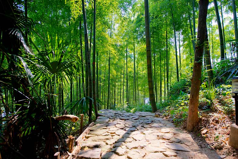 Weave through the bamboo forest on the slopes of Moganshan Weave through the bamboo forest on the slopes of Moganshan