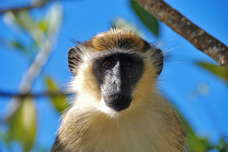 Barbados Green Monkey © Corvair Owner - Flickr Creative Commons