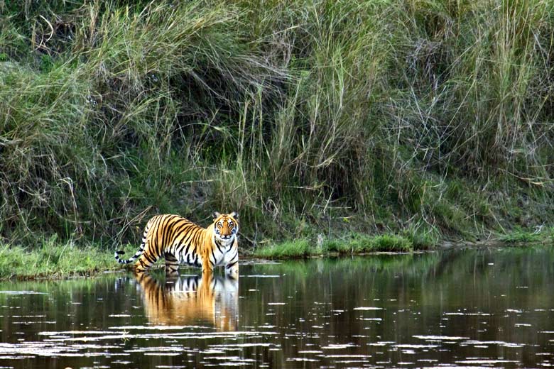 Bengal tiger spotted on the river's edge © UTOPIA - Fotolia.com