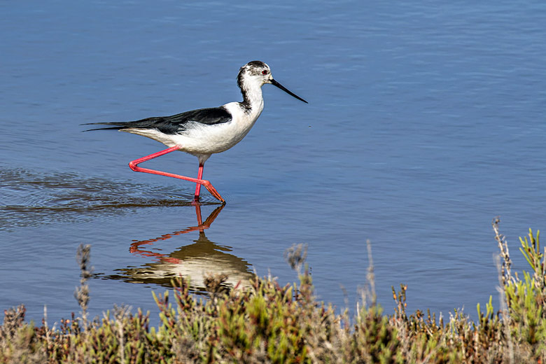 A wading blackwinged stilt in the Ria Formosa A wading blackwinged stilt in the Ria Formosa