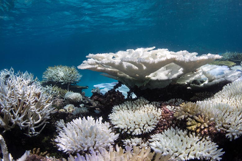 Bleached corals in the Maldives