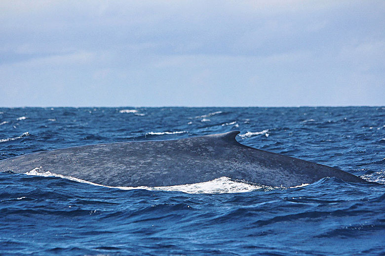 Blue whale off the south coast of Sri Lanka © Peter van der Sluijs - Wikimedia Commons