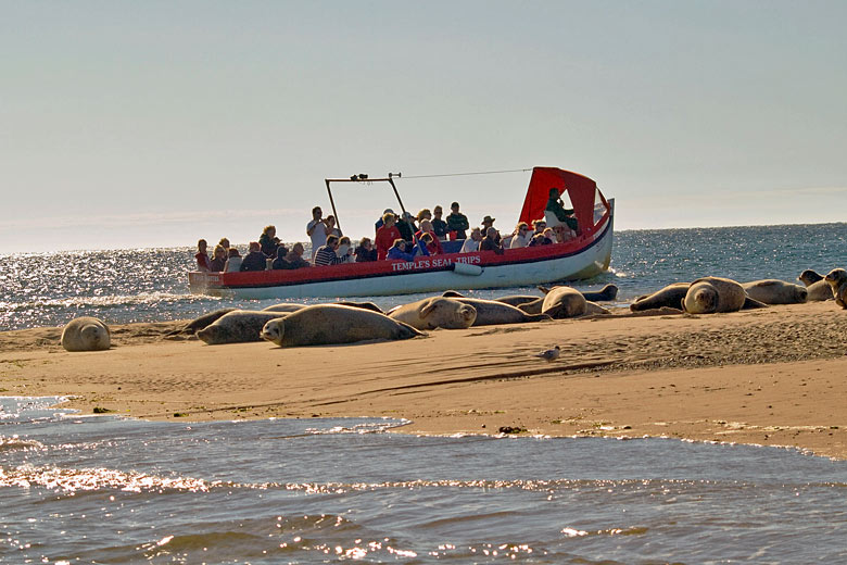 Go seal-watching at Blakeney Point, Norfolk