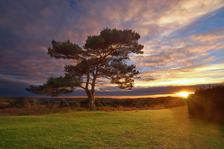 Autumn sunset in the New Forest, Hampshire