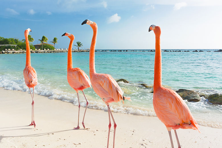 Aruba&rsquo;s iconic beach-dwelling pink flamingos