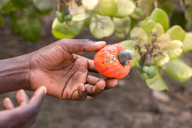 Cashew apple from which the nuts are extracted