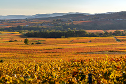 How to celebrate Beaujolais Nouveau like a local