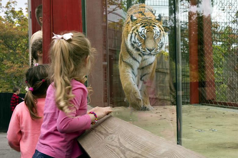 Chessington Zoo - Land of the Tigers