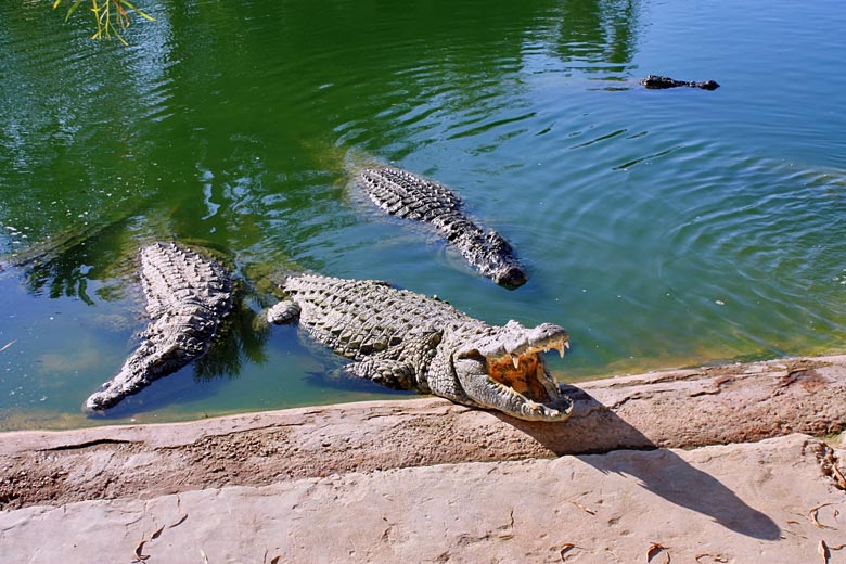 Meet the crocs at Parc Djerba Explore