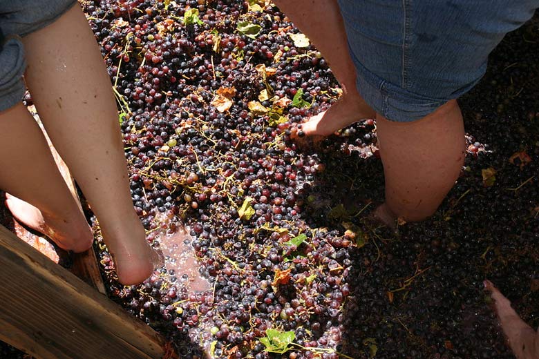 Crushing grapes the traditional way