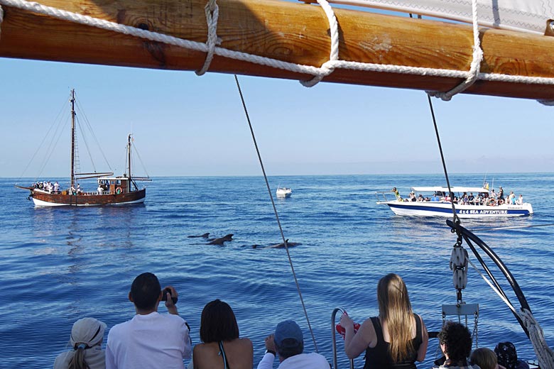 Curious pilot whales, Tenerife Curious pilot whales, Tenerife