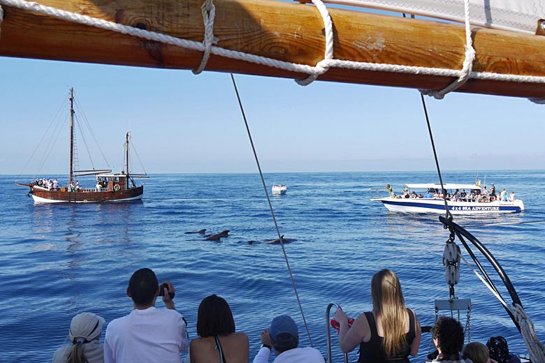 Curious pilot whales, Tenerife