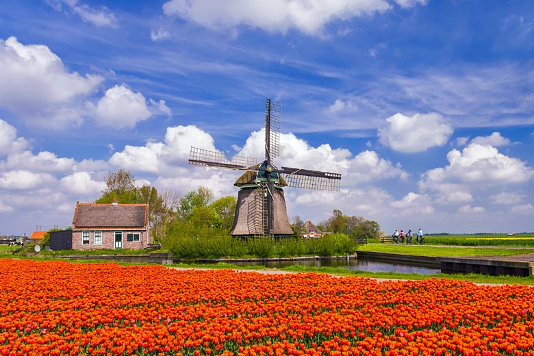 Colour fields of tulips, Netherlands