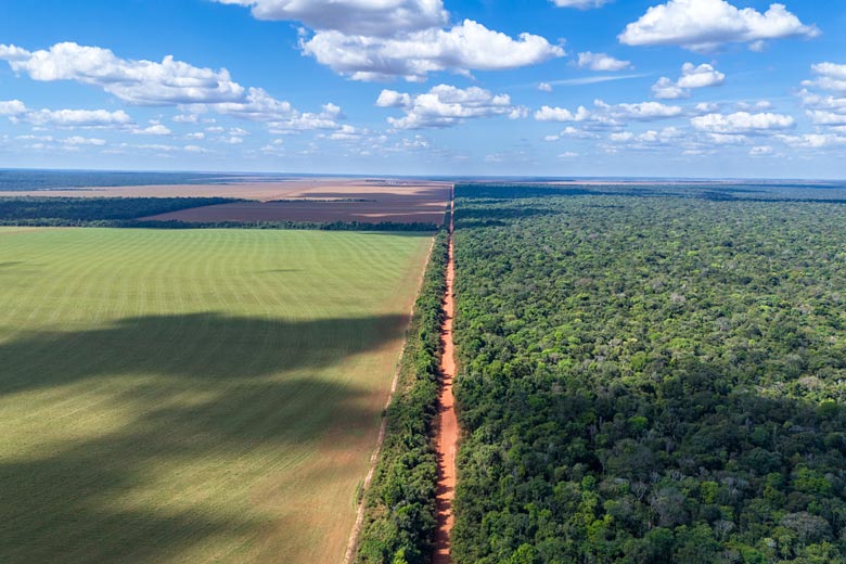 Deforestation in Brazil to grow soya beans