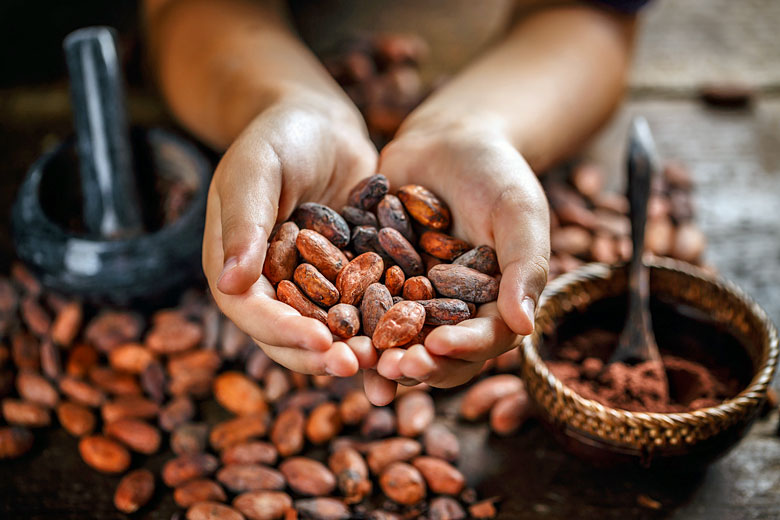 Discover how chocolate is made in St Lucia Discover how chocolate is made in St Lucia