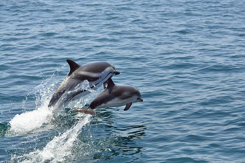 Go dolphin-watching in the Straits of Gibraltar Go dolphin-watching in the Straits of Gibraltar
