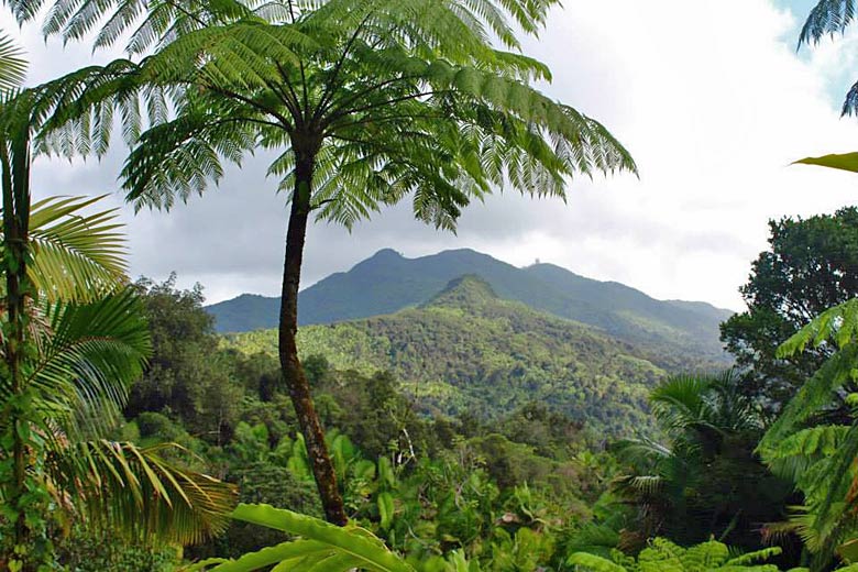 High in the mountains of El Yunque National Forest © Anette Knudsen