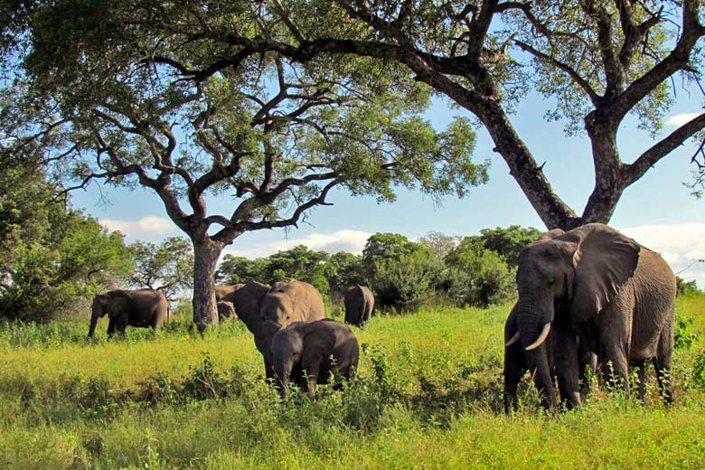 Kruger National Park, South Africa Kruger National Park, South Africa