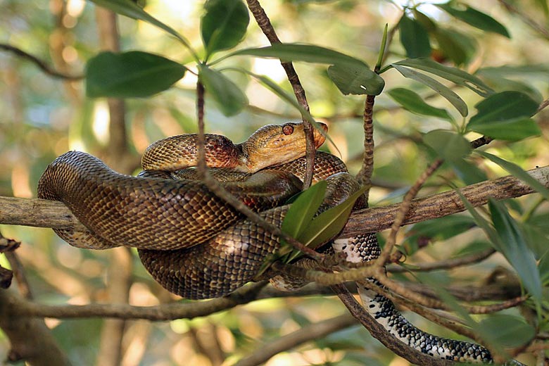 Mango snake, a non-venomous boa Mango snake, a non-venomous boa