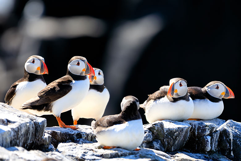 Go puffin-spotting on a boat trip to the Farne Islands Go puffin-spotting on a boat trip to the Farne Islands