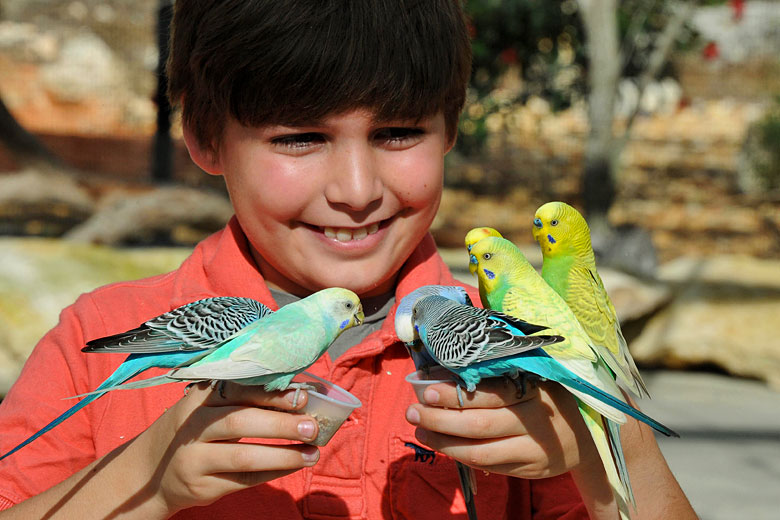 Feeding budgerigars at Zoo Miami