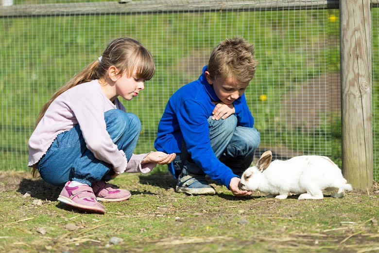 Get up close with furry creatures at ByOasen urban farm Get up close with furry creatures at ByOasen urban farm