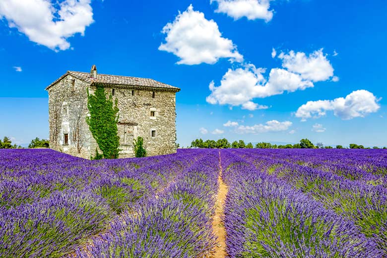 Lavender in Provence, France Lavender in Provence, France