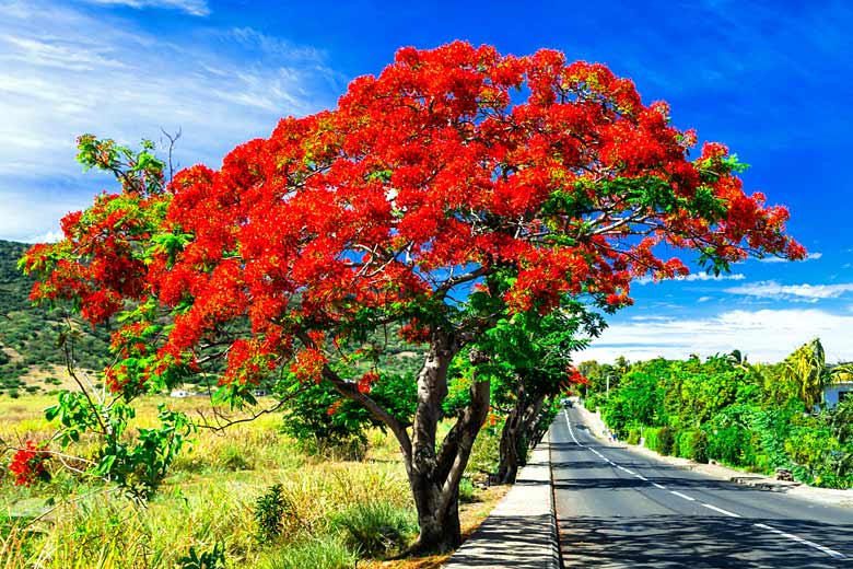 Flame tree in full bloom in Mauritius in December Flame tree in full bloom in Mauritius in December