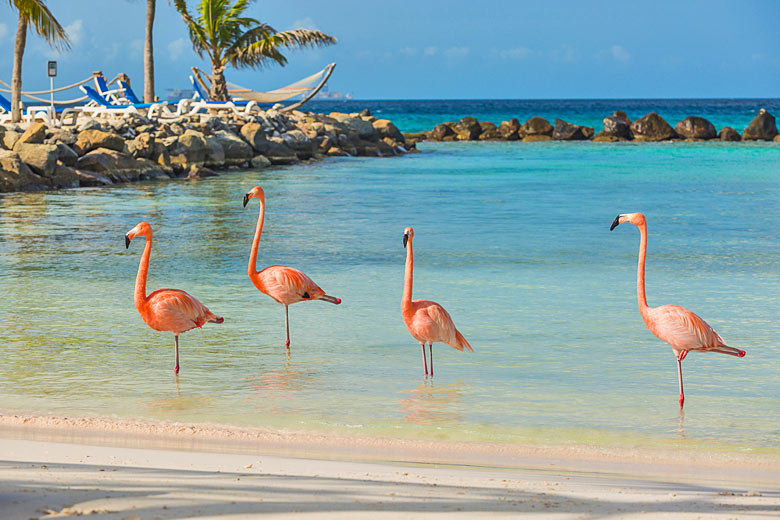 Frolicking flamingos on the beach in Aruba Frolicking flamingos on the beach in Aruba