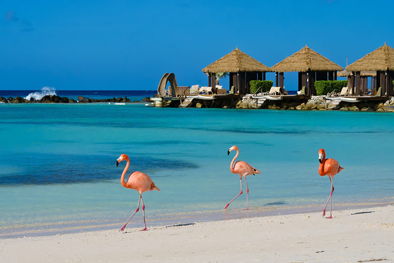 Flamingos on the beach, Renaissance Island, Aruba