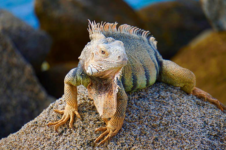 Meet the friendly locals at Sandals Grenada Meet the friendly locals at Sandals Grenada