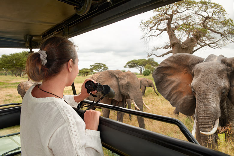 Get up close with African elephants