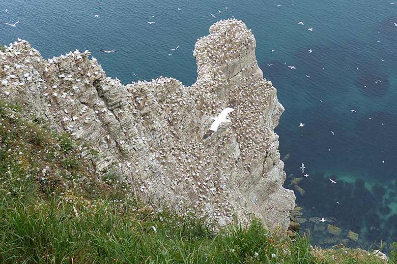 Gannets nesting on the cliffs at Bempton © Kognos - Wikimedia Commons