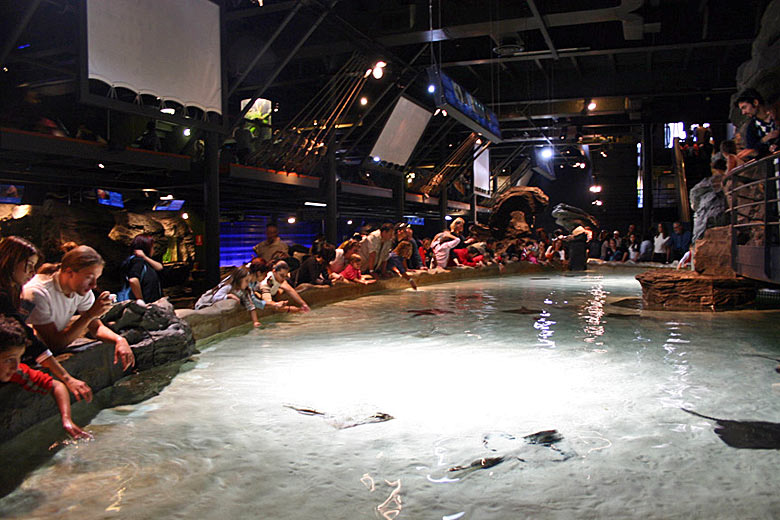 Hands on at the aquarium, Genoa