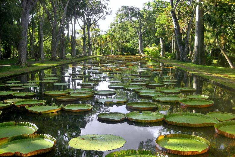 Giant waterlilies in the Botanical Garden, Mauritius Giant waterlilies in the Botanical Garden, Mauritius