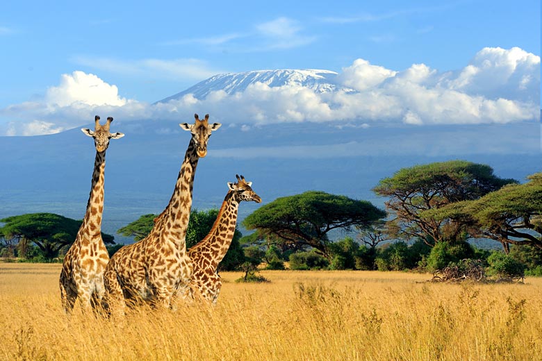 Amboseli National Park with the backdrop of Kilimanjaro