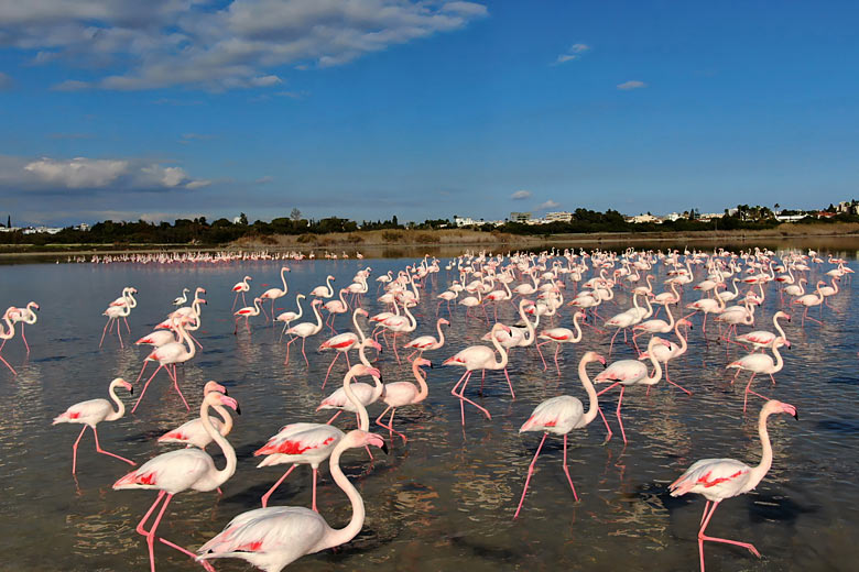 Flamingos in the Akrotriki Peninsula