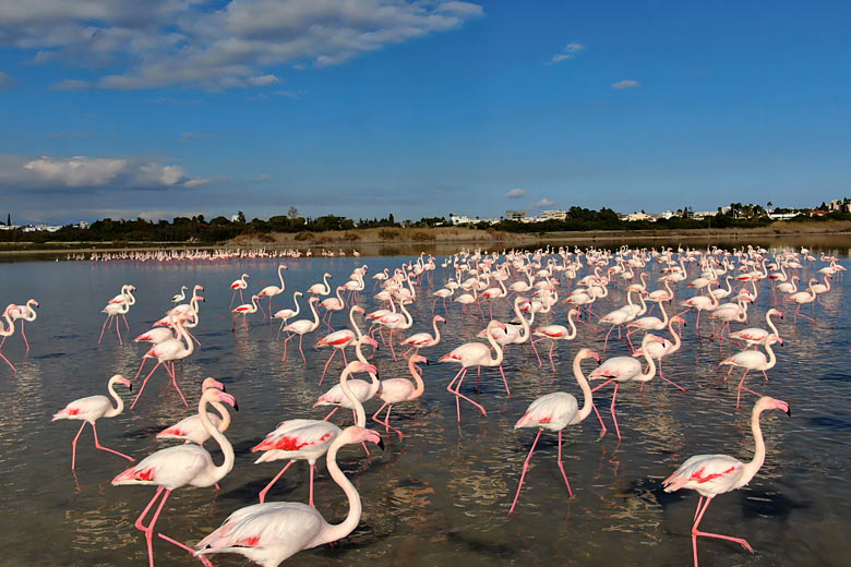 Flamingos in the Akrotriki Peninsula Flamingos in the Akrotriki Peninsula