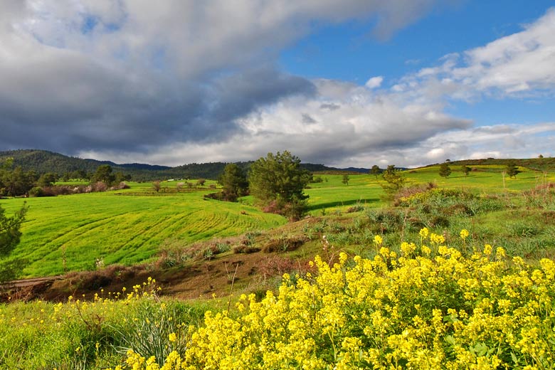 Green fields in winter, Cyprus